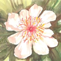 wintage inspiration for this floral watercolour
